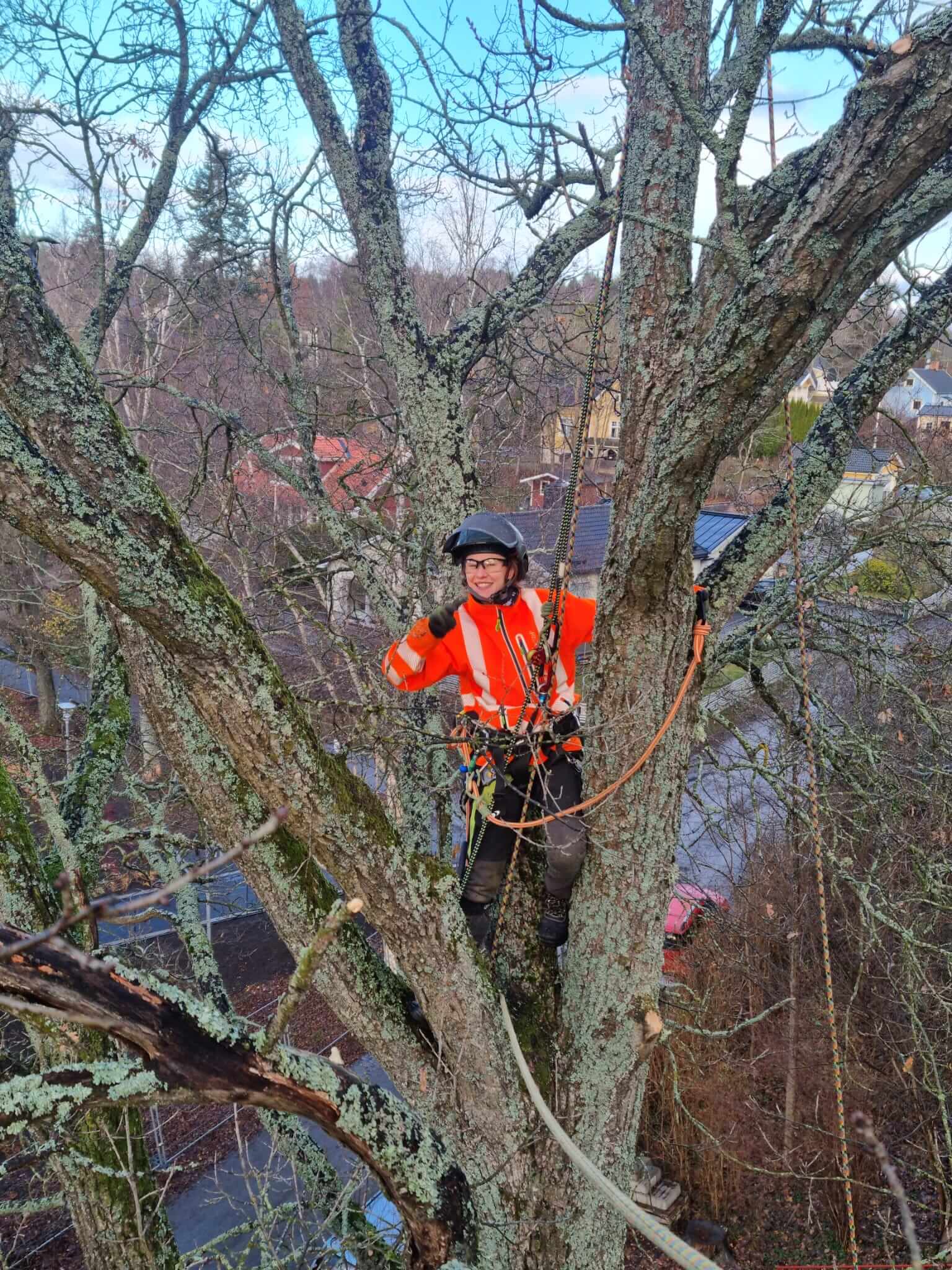 Arborist Askfrun at work 11