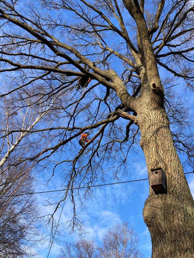 Arborist Askfrun at work 5