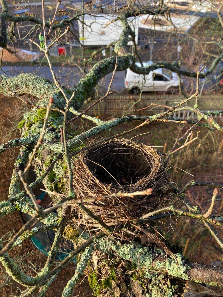 Arborist Askfrun at work 9
